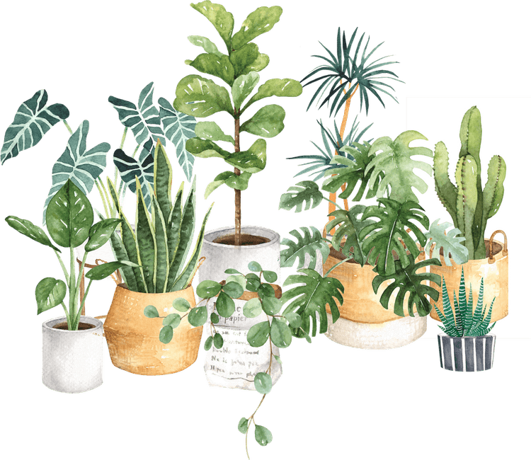 Aesthetic Plant PNG