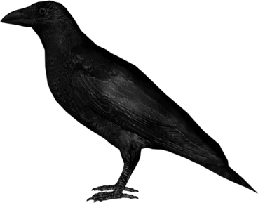 Crow PNG