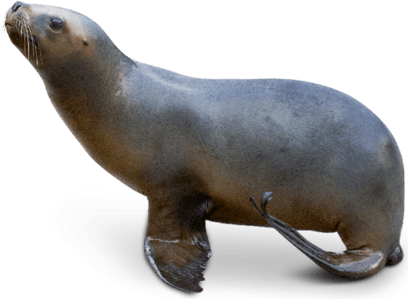 Eared Seals PNG