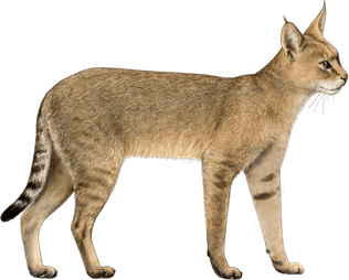 Jungle Cat PNG