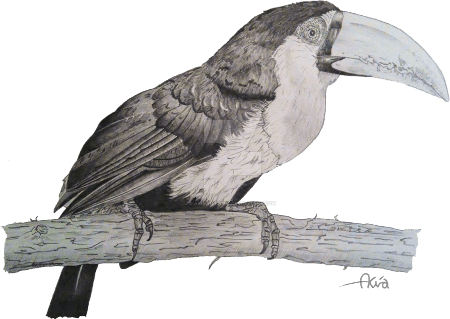 Tropical Bird PNG