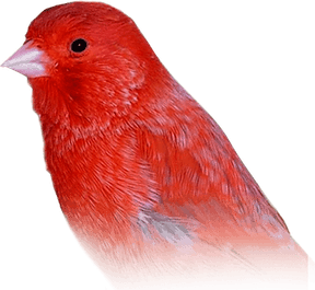 Canary Bird PNG
