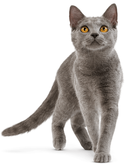 British Shorthair Cat PNG
