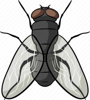 Fly Insect PNG