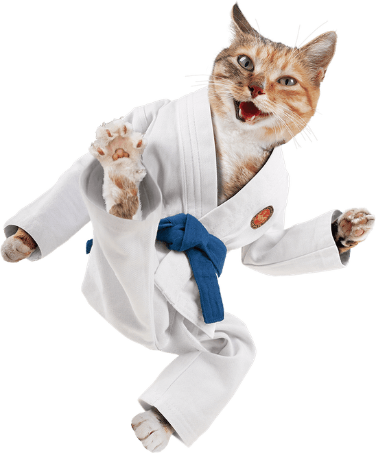 Karate Cat PNG