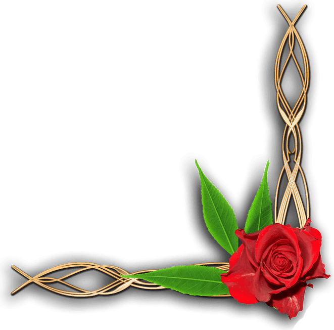 Cosmos Flower PNG