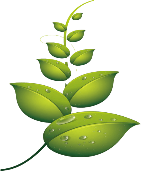 Water Leaf PNG