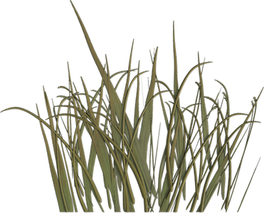 Grass Texture PNG
