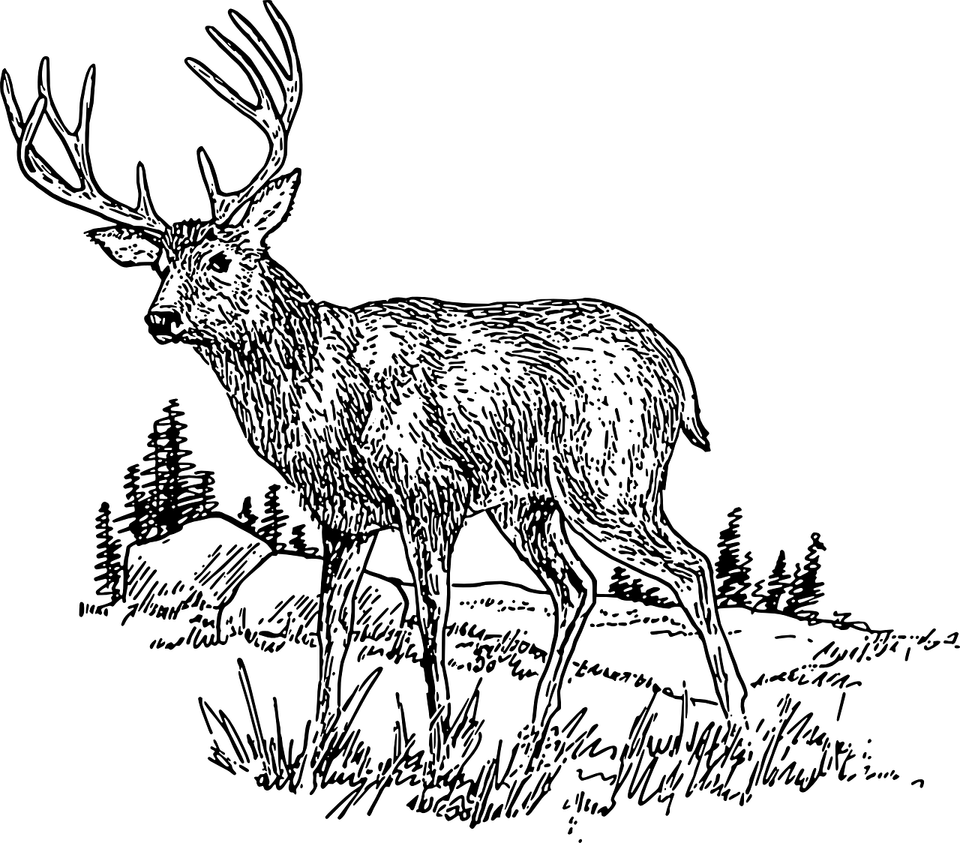 Deer Grass PNG