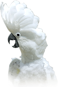 Screaming Bird PNG