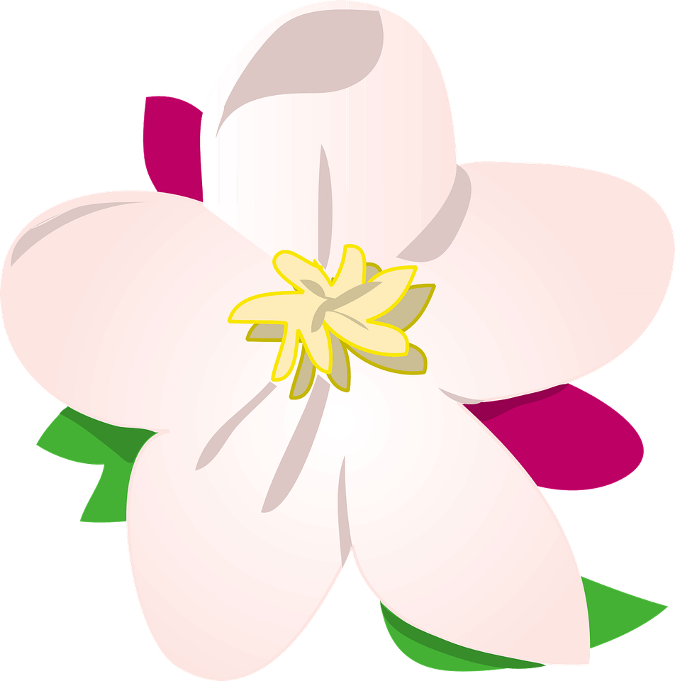 Apple Flower PNG