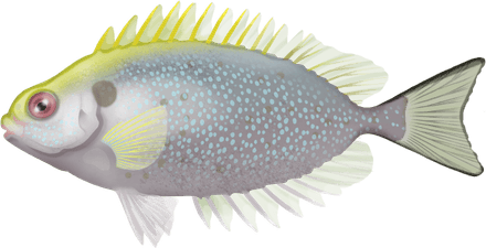 Rabbit Fish PNG