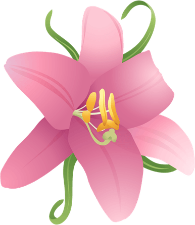 Lilium PNG