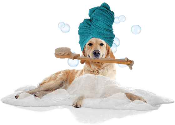 Bath Dog PNG