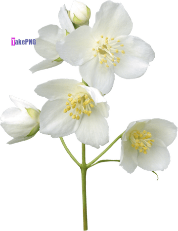 Jasmine Flower PNG