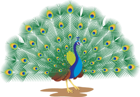 Peacock PNG