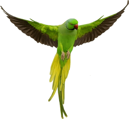 Parrot PNG