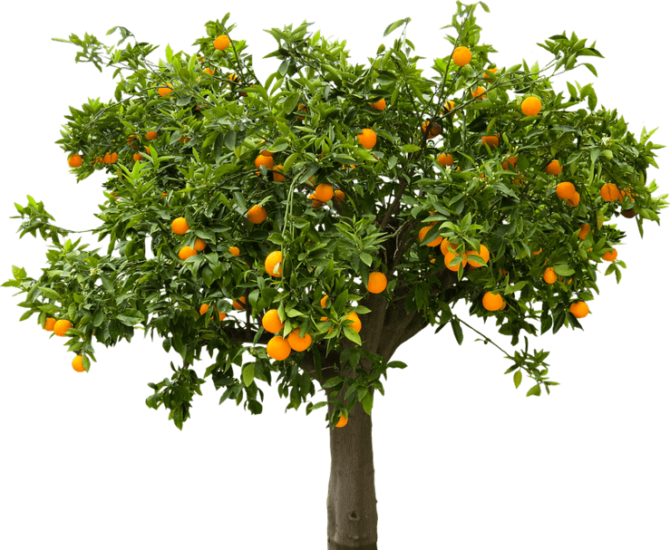 Fruit Tree PNG
