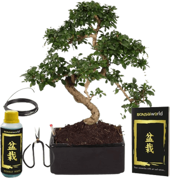 Bonsai Tree PNG