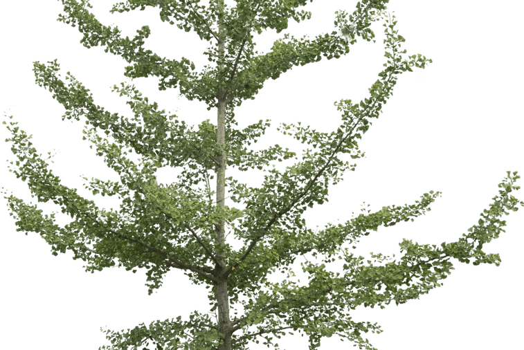 Ginkgo Tree PNG
