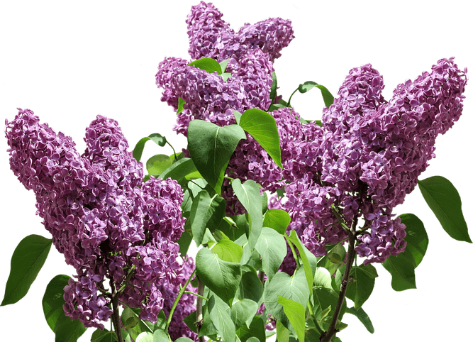 Lilac PNG