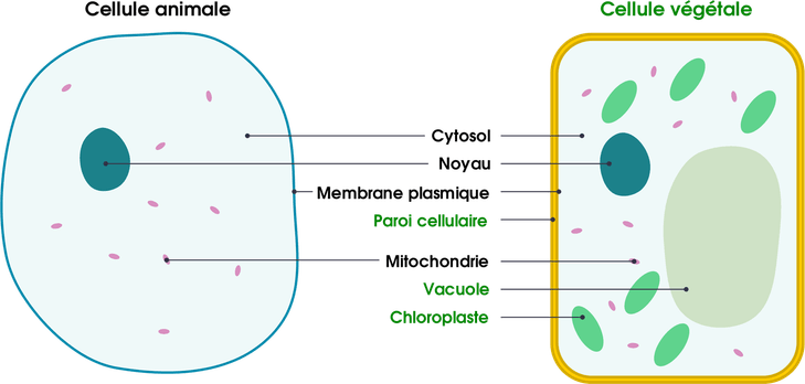 Body Cell PNG