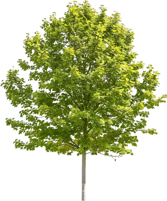 Sugar Maple Tree PNG