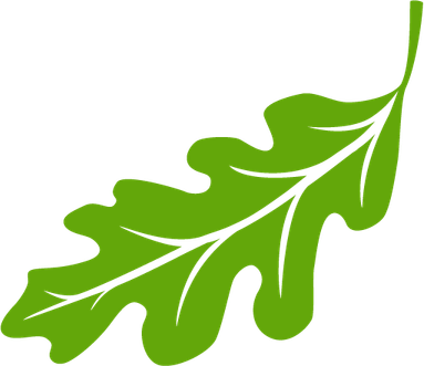 Acorn Leaf PNG