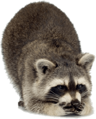 Raccoon PNG