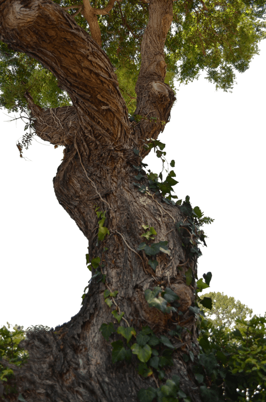 Picsart Forest PNG