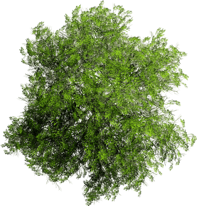 Aspen Tree PNG