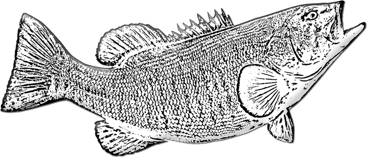 Bass Fish PNG