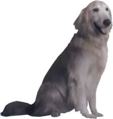 Ace Combat Dog PNG