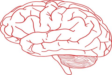 Clear Brain PNG