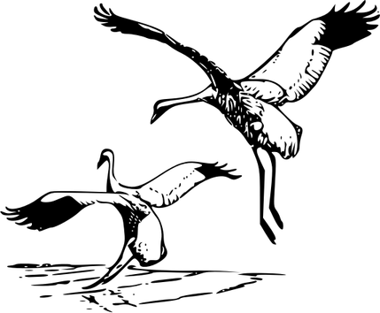 Crane Fly PNG
