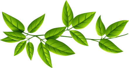 Leaves PNG