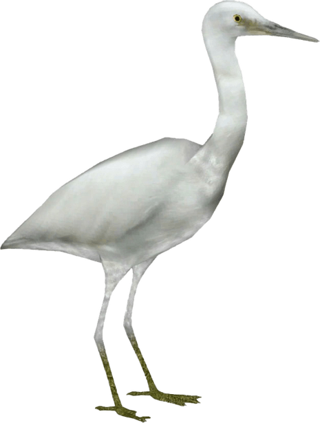 Heron PNG