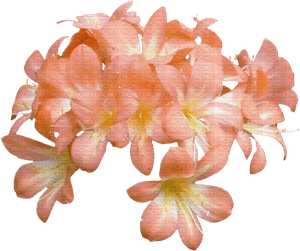 Peach Flower PNG