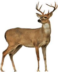Deer Antlers PNG