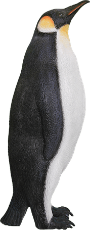 King Penguin PNG