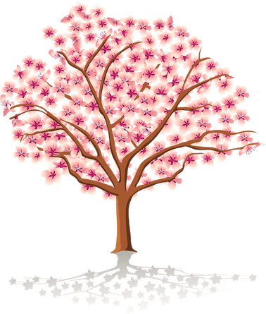 Cherry Blossom Tree PNG