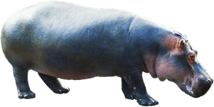 Hippopotamus PNG