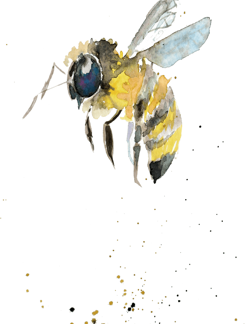 Bumblebee Insect PNG