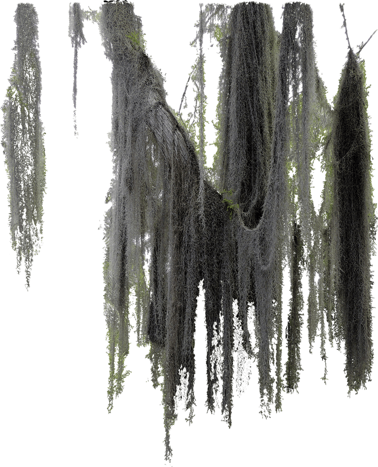 Spanish Moss Tree PNG