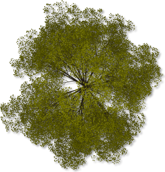 Plan View Tree PNG