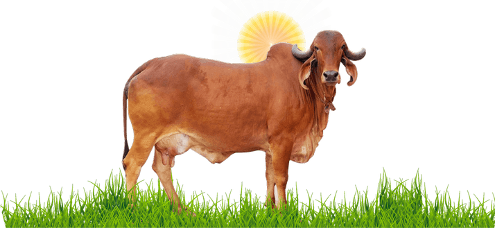 Desi Cow PNG