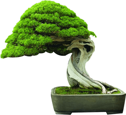 Bonsai Tree PNG