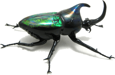 Beetle PNG