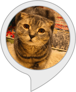 Cat Circle PNG