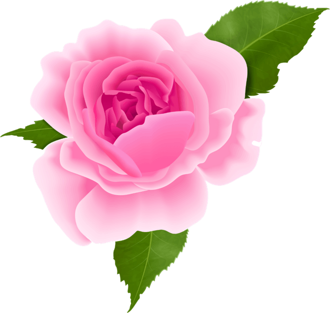 Pink Rose PNG